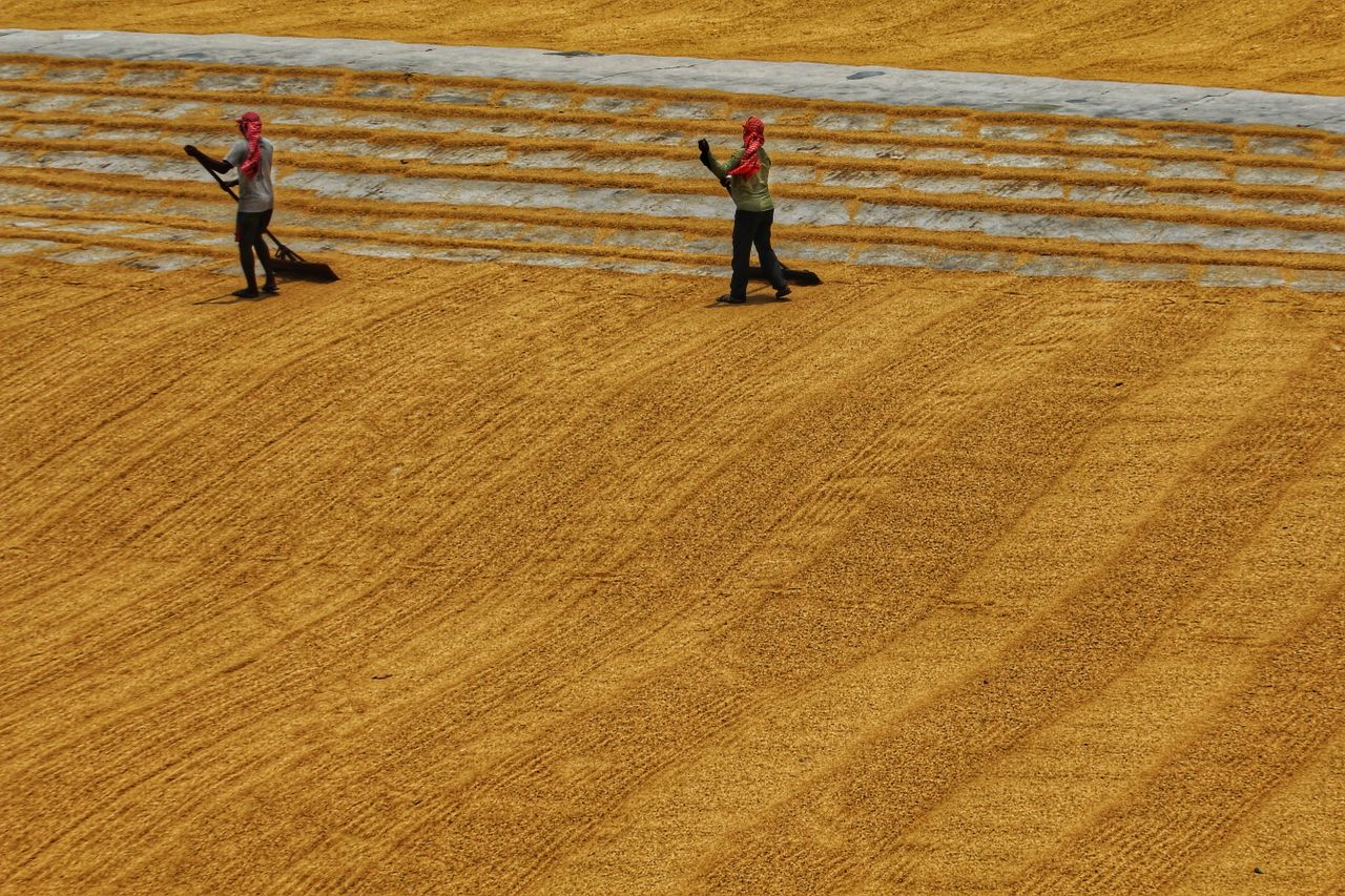 Crafting Captivating Headlines: Your awesome post title goes here Two workers raking rice grains in an open field, drying under the sun.