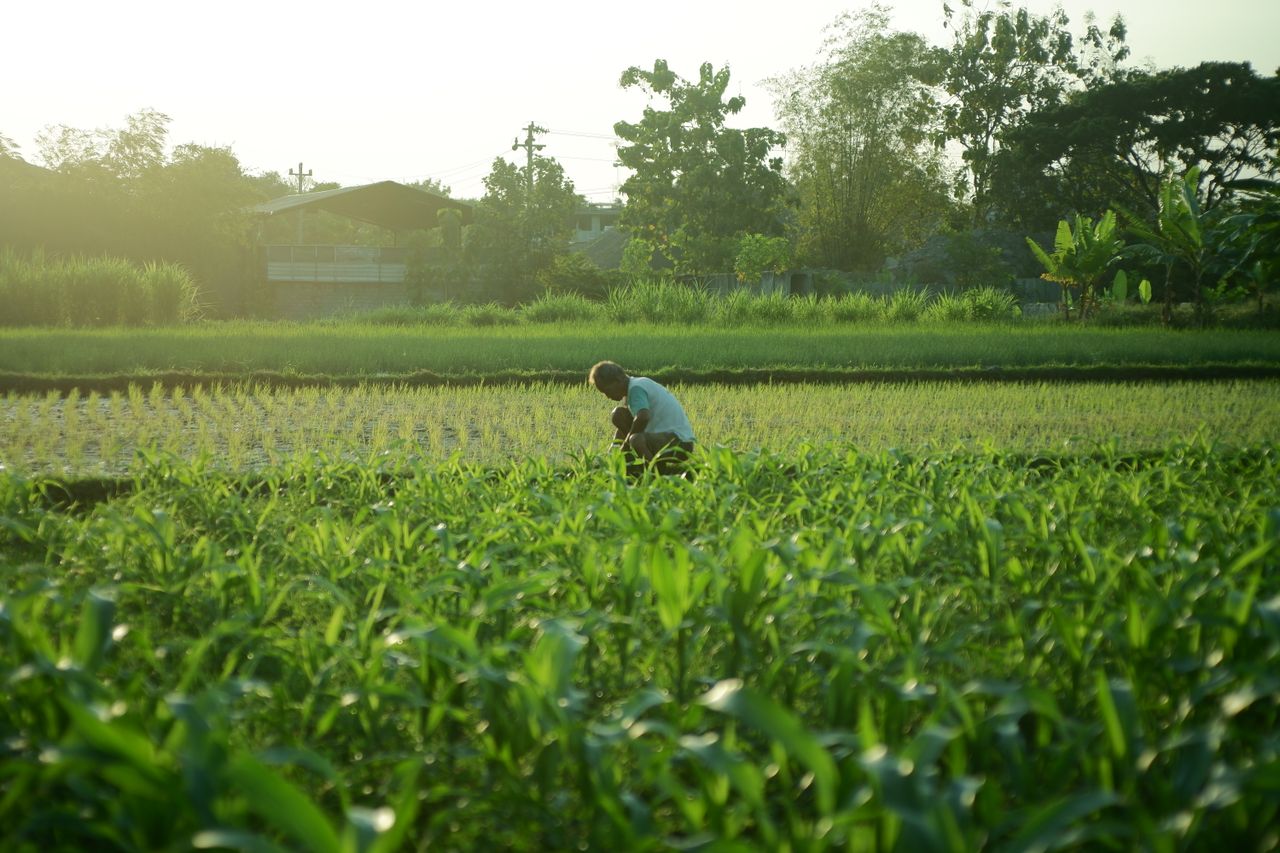 The Art of Drawing Readers In: Your attractive post title goes here A farmer works in a verdant field at sunrise, showcasing agriculture's tranquility.